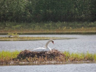 De zwaan blijft op het nest zitten, zodat de eieren warm blijven en niet gepikt worden/foto Truus Stotteler 