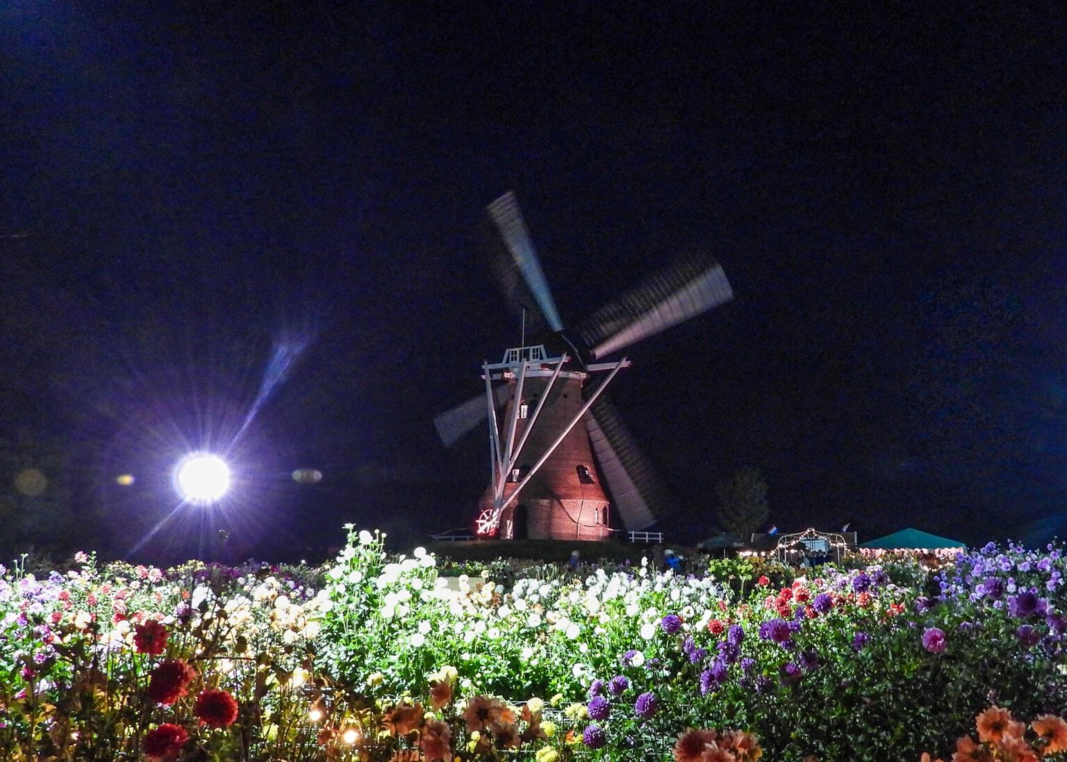 Verlichte Dahliatuin in Rekken