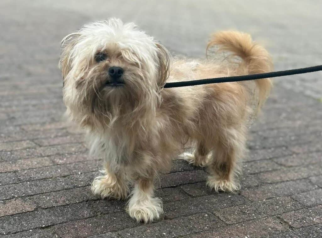 Van wie is deze hond?