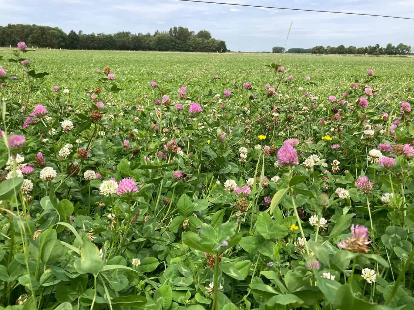Campagne 1001ha Kruidenrijk Grasland gaat van start