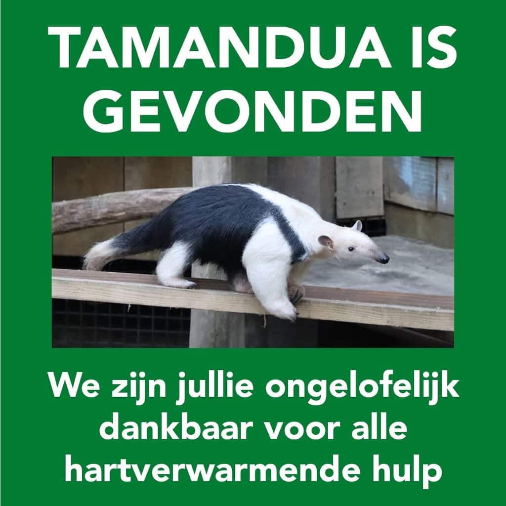 De Tamandua/boom-miereneter is gevonden in Eibergen -