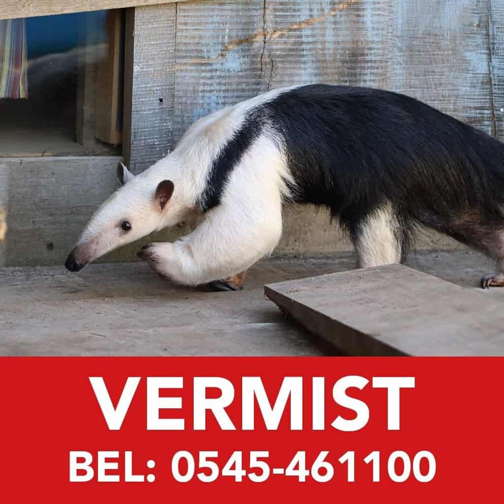 Vermissing: Tamandua ontsnapt vanuit Hof van Eckberge in Eibergen -