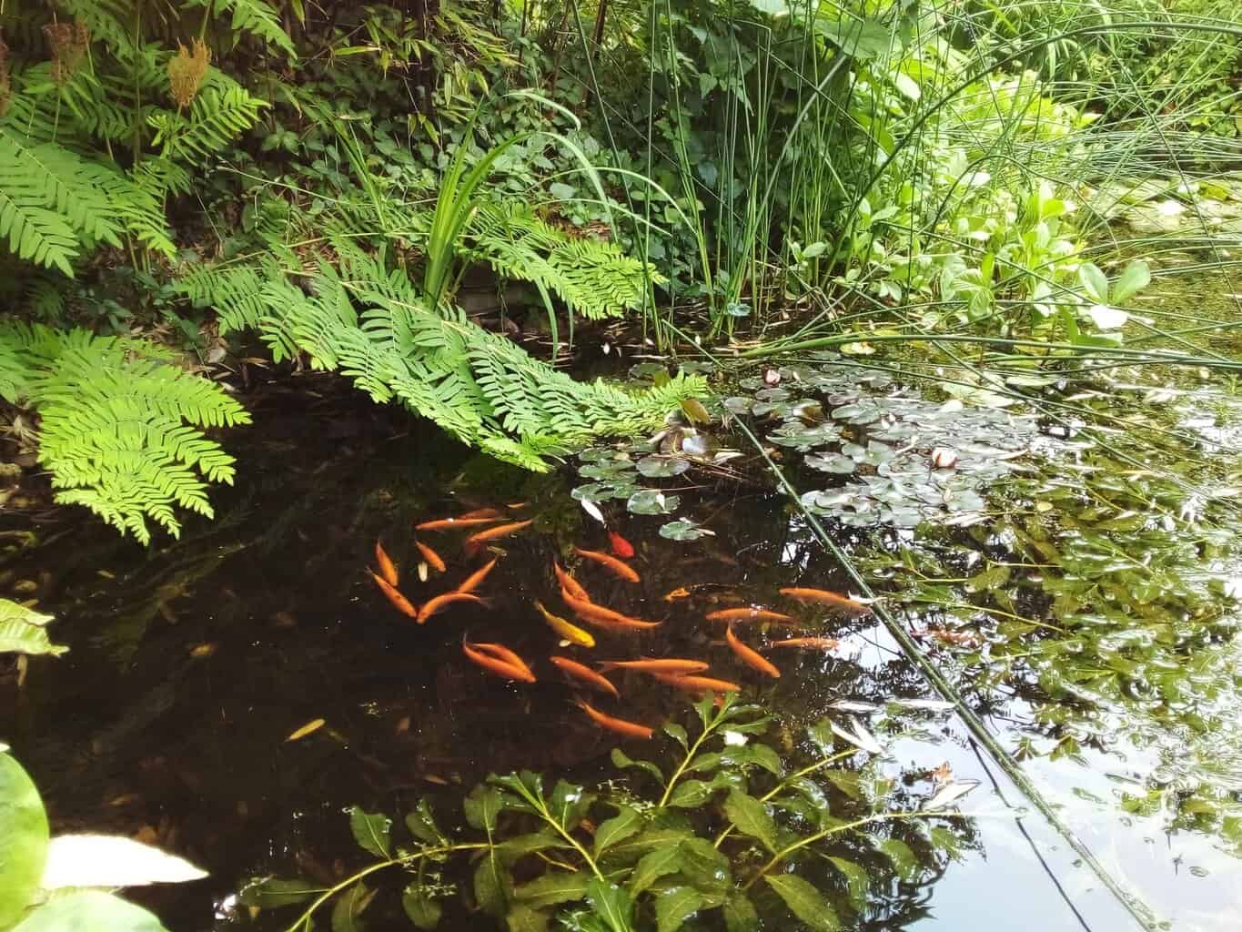 Donderdagavondopenstelling van 5 Tuinen in Vorden, Ruurlo en Barchem -