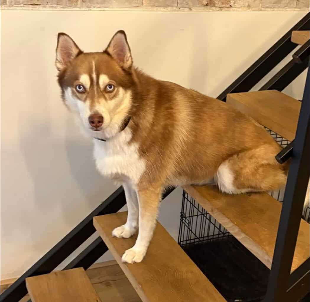 Hond Storm weggelopen vanuit Gelselaar