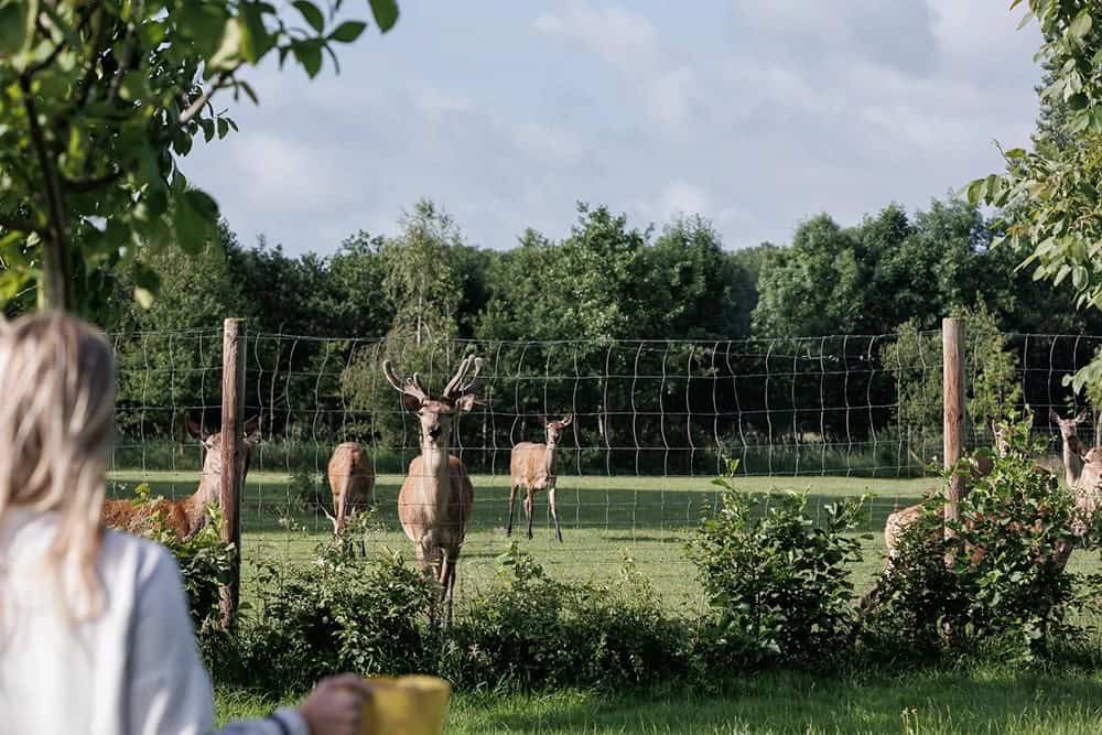 Help mee met het voeren van edelherten bij De Lavei in Geesteren