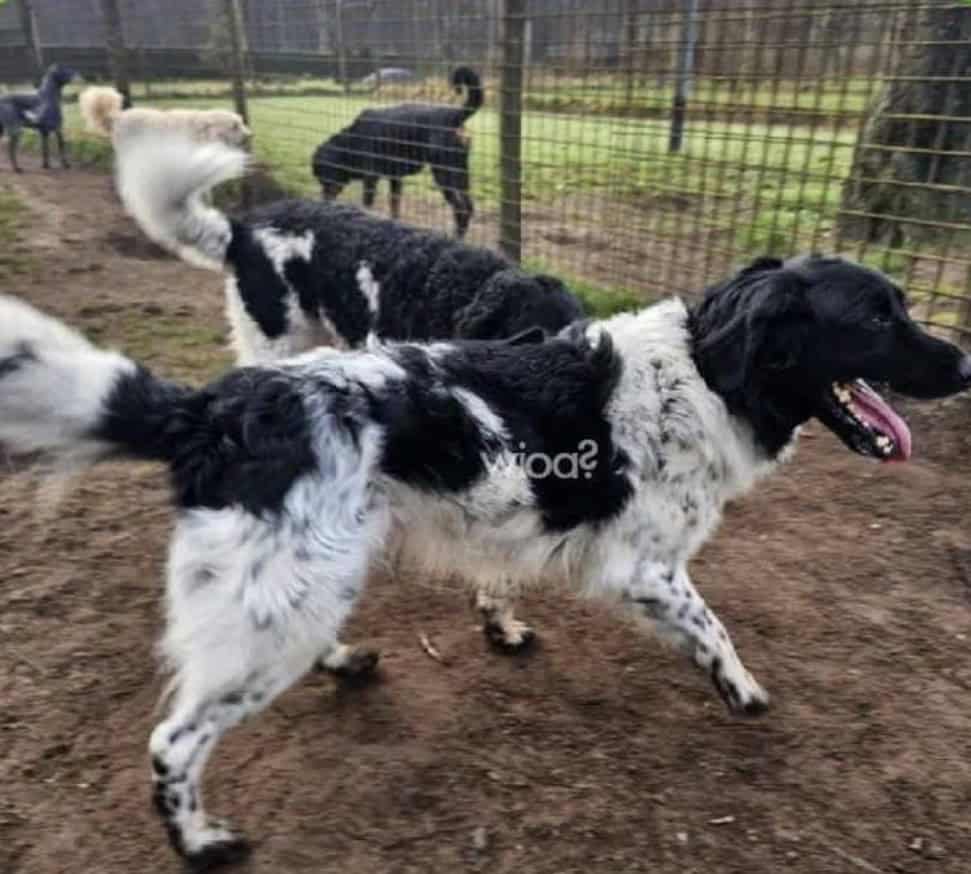 Borculose hond Pelle vermist in Vorden