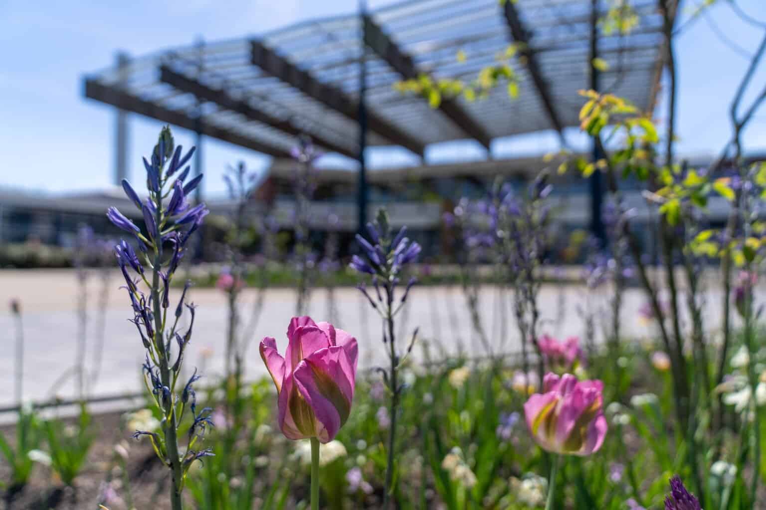 Hyacinten te koop in de centrale hal van het Streekziekenhuis Koningin Beatrix