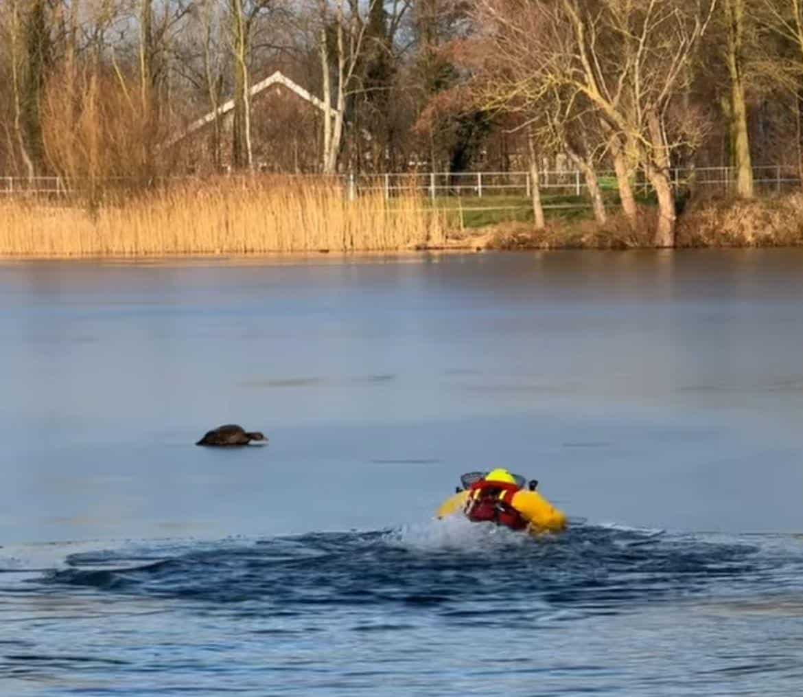 Brandweer Borculo en Eibergen redden gans uit ijs aan Hambroekweg -