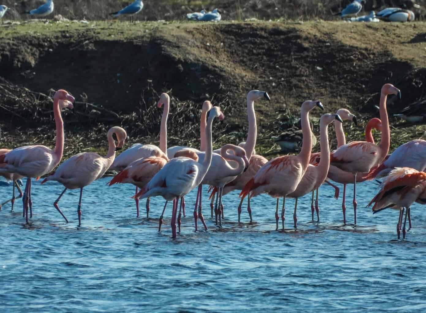 Flamingo’s in groten getale terug bij Zwillbrocker Venn