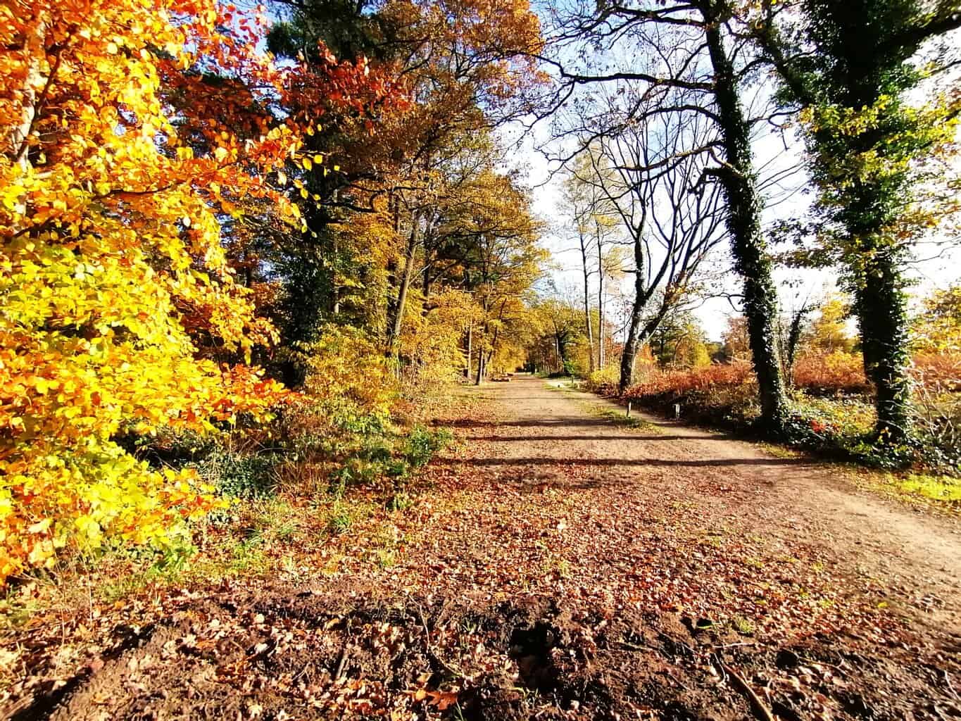 Rectificatie: correcte informatie over jaarlijkse wandeling S.V. Kerkloo en Buurtvereniging ’t Loo