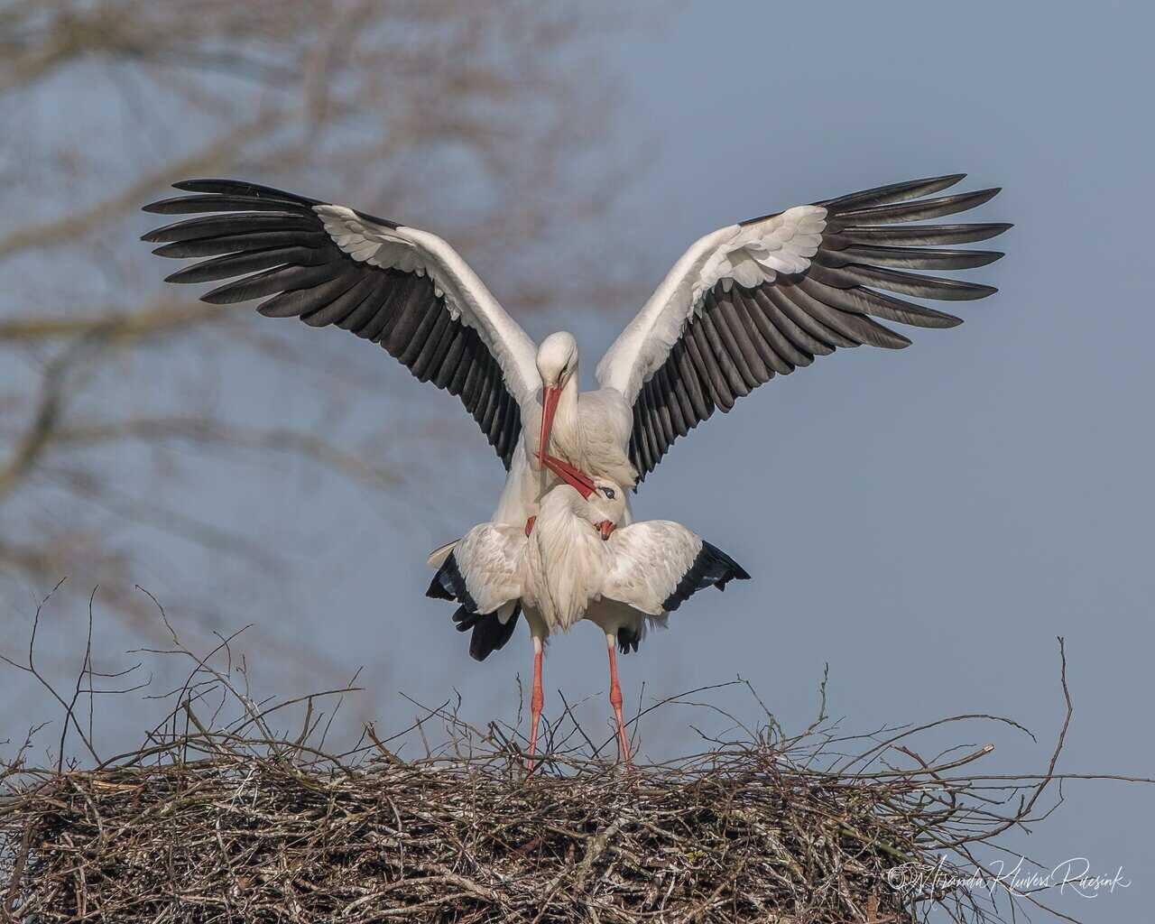 Ooievaars op de Apedijk in Eibergen weer herenigd