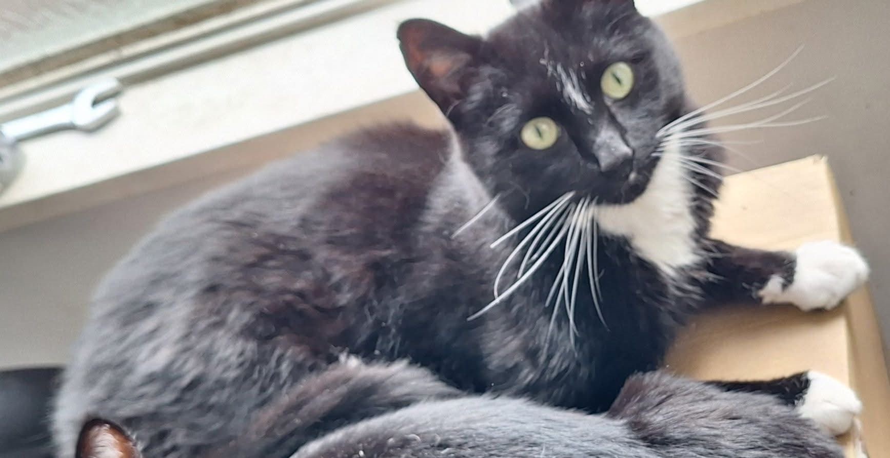 Binnenkat ‘Demon’ vermist in Eibergen: eigenaar roept op tot oplettendheid -