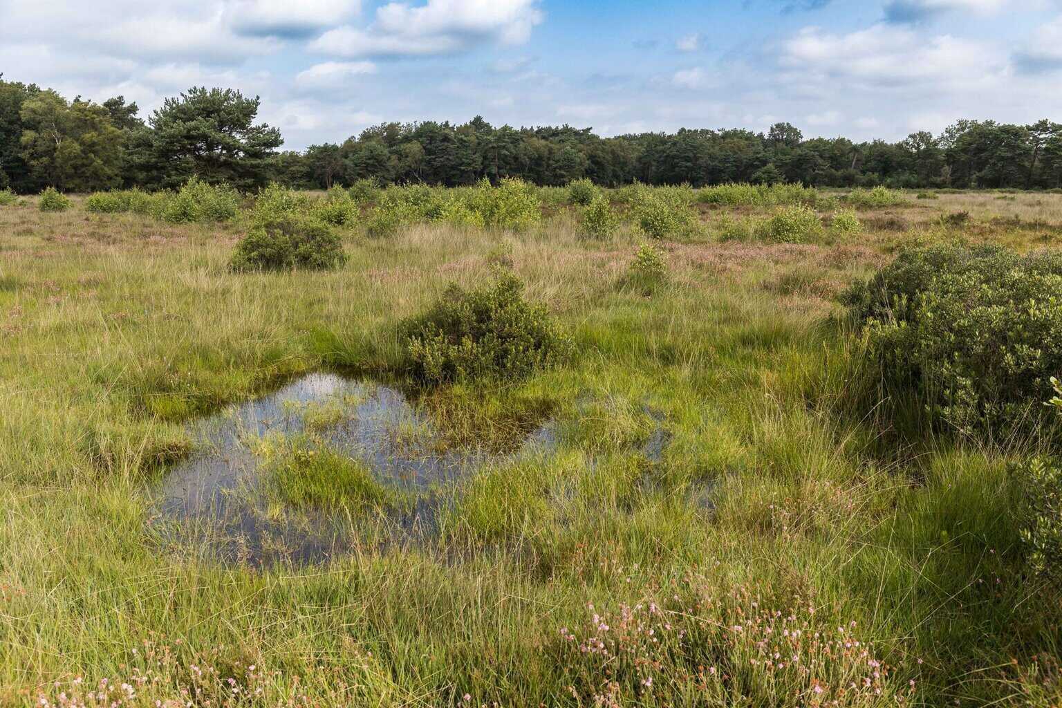 Vroege wandeling Needse Achterveld -