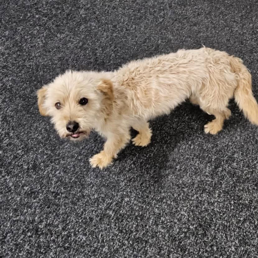 Hond gevonden op de N18 bij afslag Eibergen, eigenaar gezocht