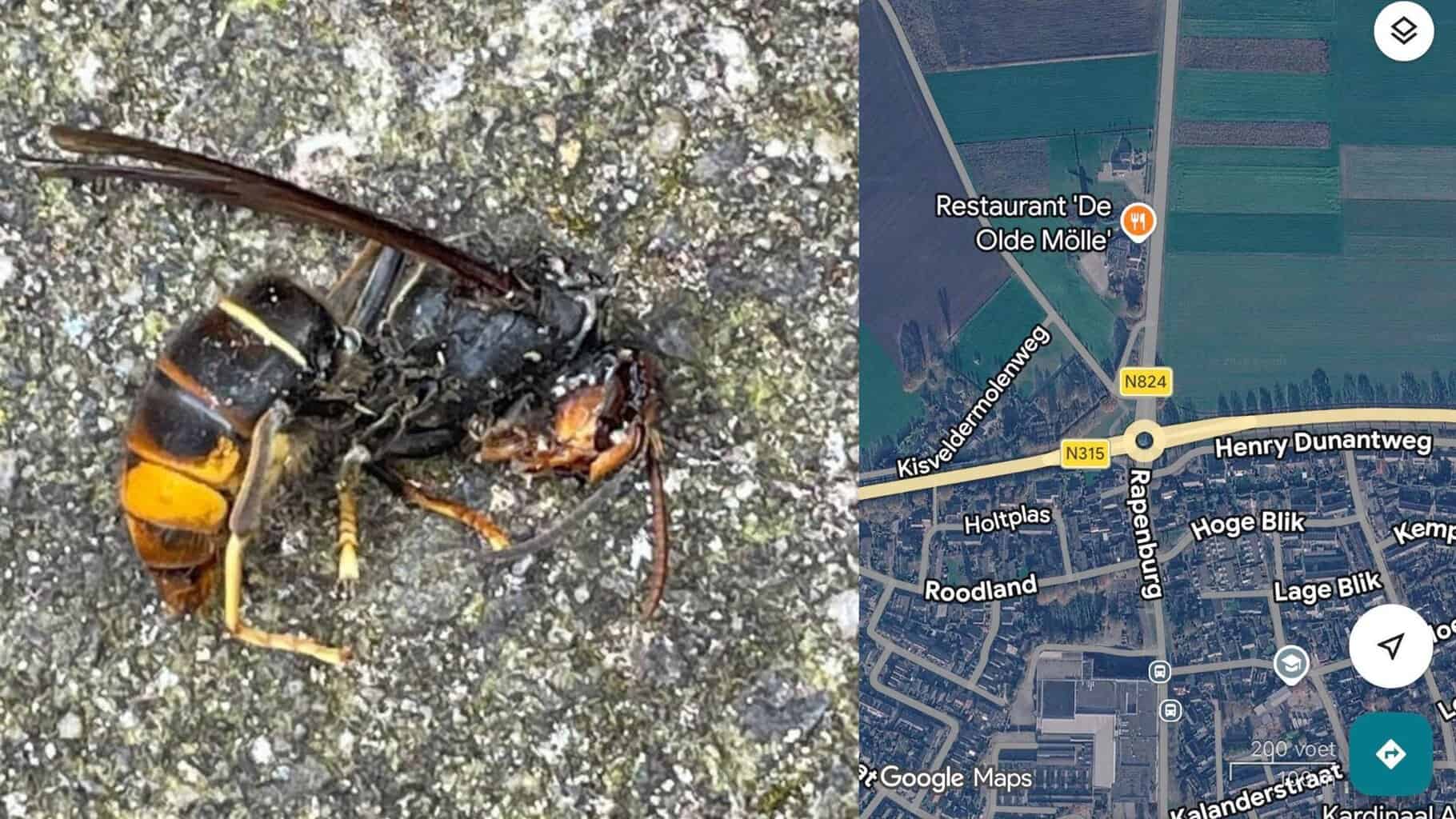 Drie Aziatische hoornaars in drie dagen gespot in Neede -