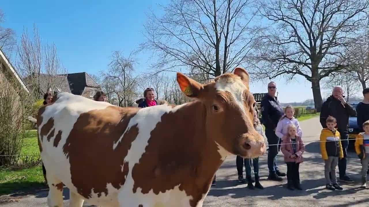 Koeien van “Het Buurtkupertje” weer naar buiten in Noordijk
