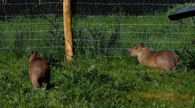 Capibara’s trekken meteen bekijks in Eibergen: ‘Bezoekers worden helemaal gek’ -