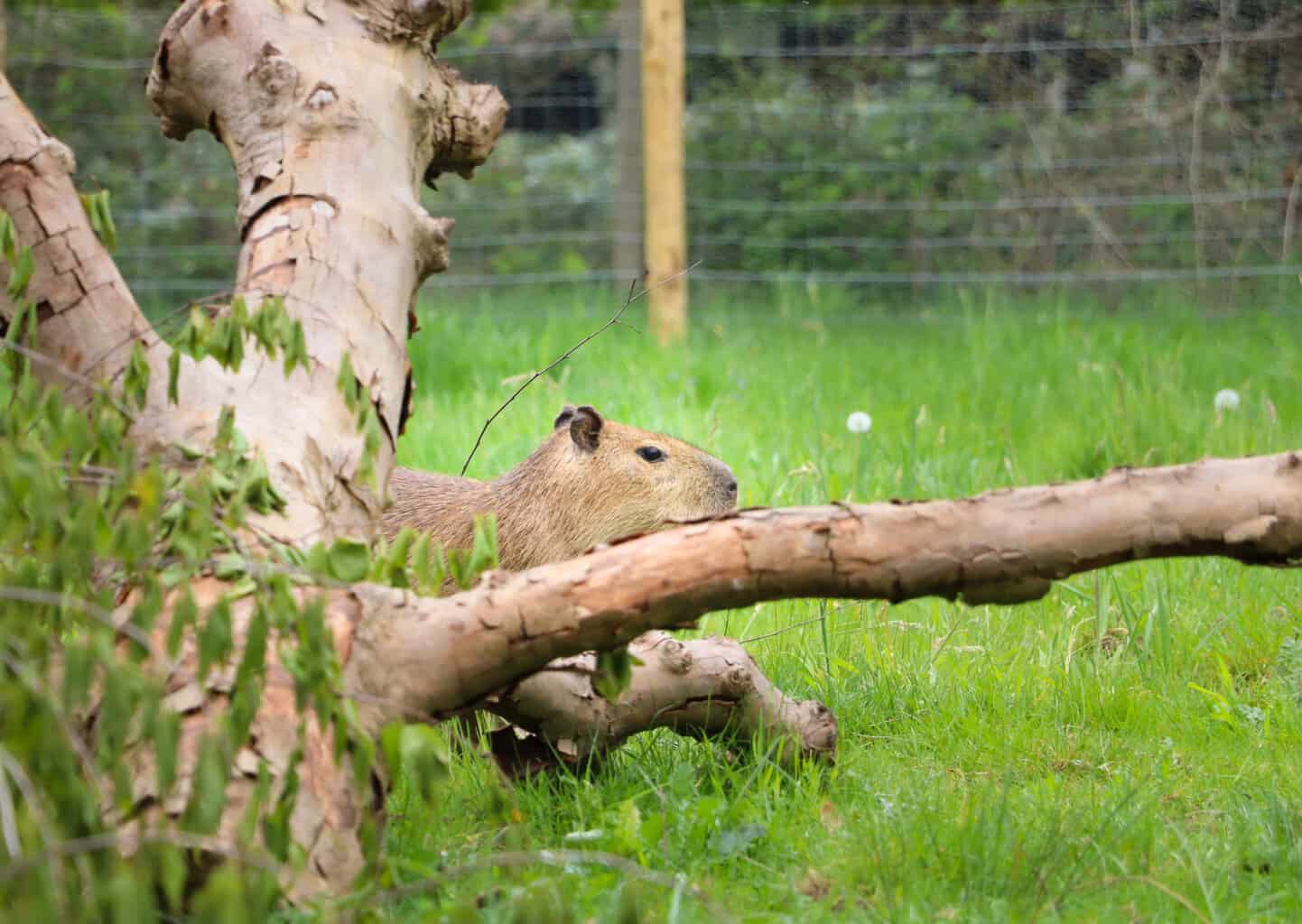 Capibara's voor het eerst te zien in de Achterhoek! -