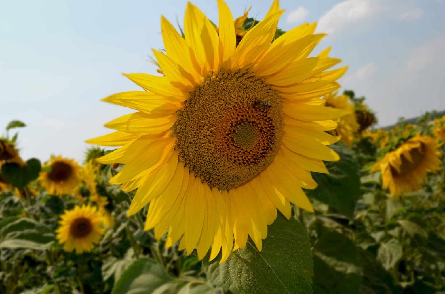 Zonnebloem Borculo-Haarlo zoekt vrijwilligers voor bezoekwerk aan huis -