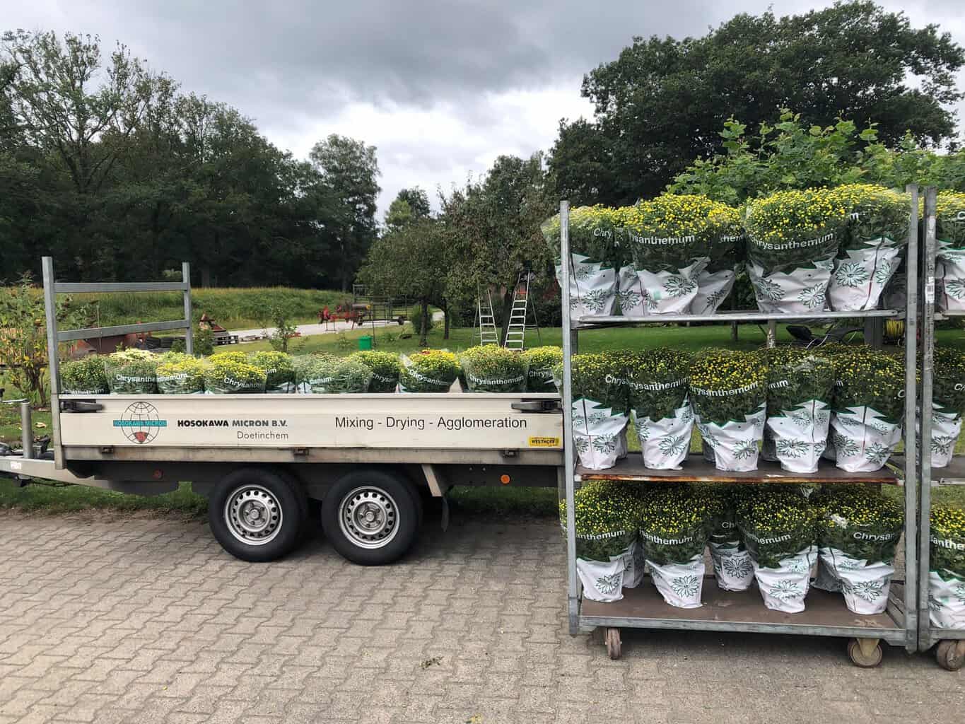 Jaarlijkse bolchrysantenactie georganiseerd door RGV in Ruurlo -