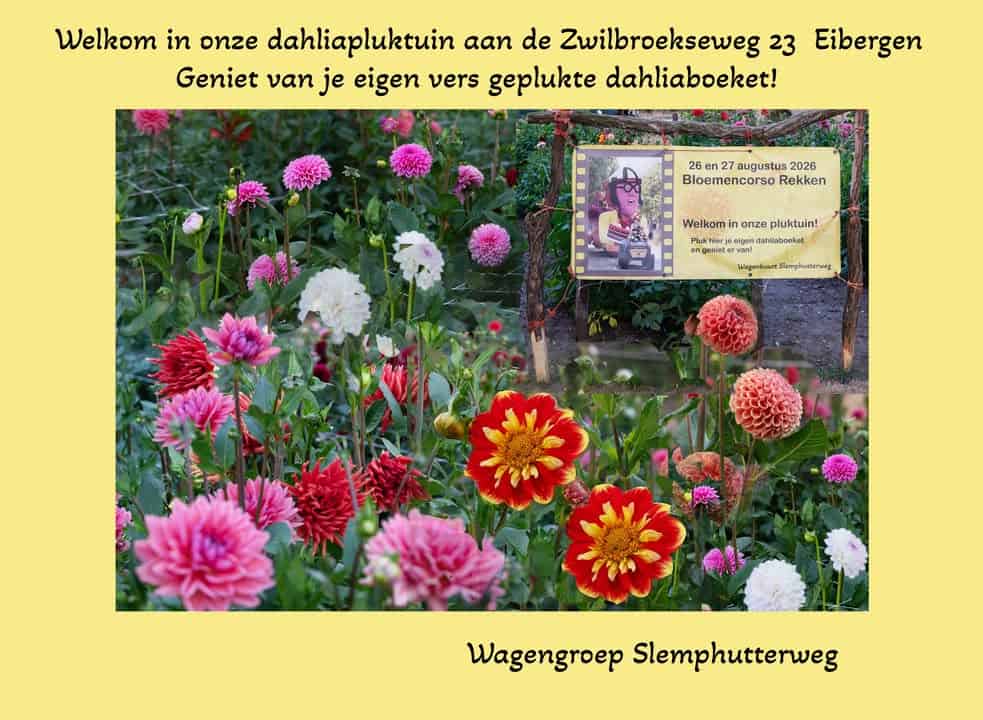 Dahliapluktuin in Eibergen geopend voor bezoekers