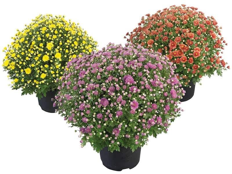 Euphonia brengt kleur in het najaar met bolchrysantenactie -