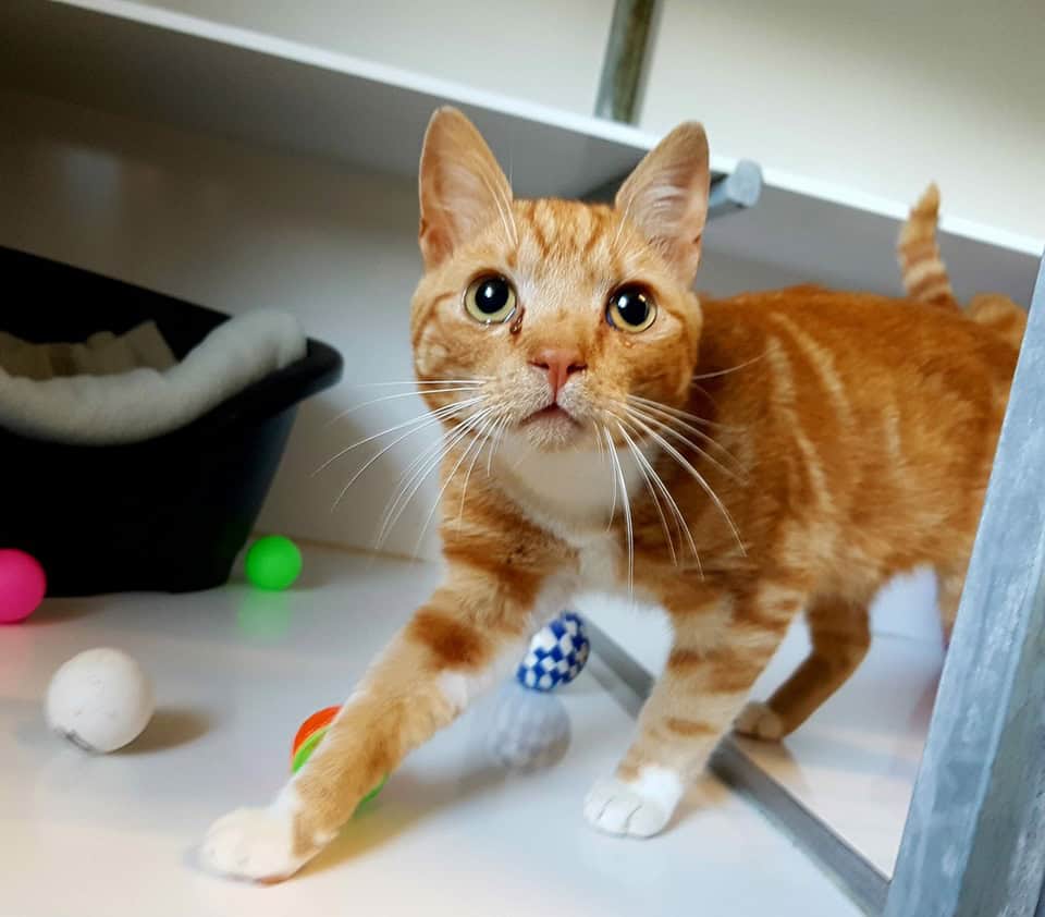 Vandaag is het Internationale Kattendag: zet jouw Berkellandse poezebeest in de schijnwerpers