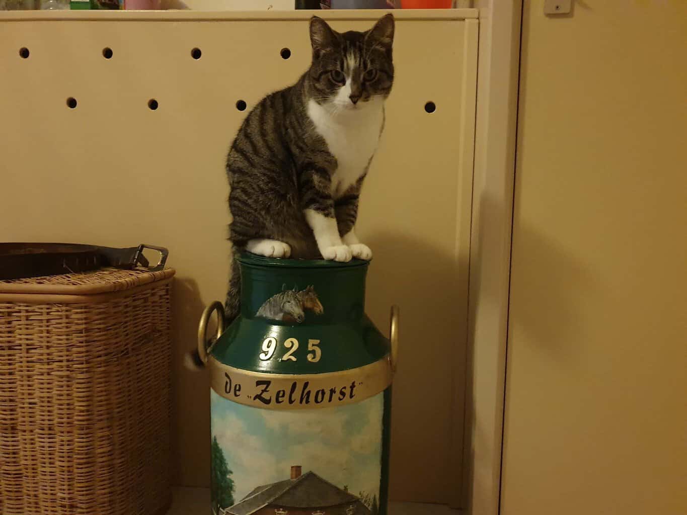Berkellandse poezen shinen op Internationale Kattendag -
