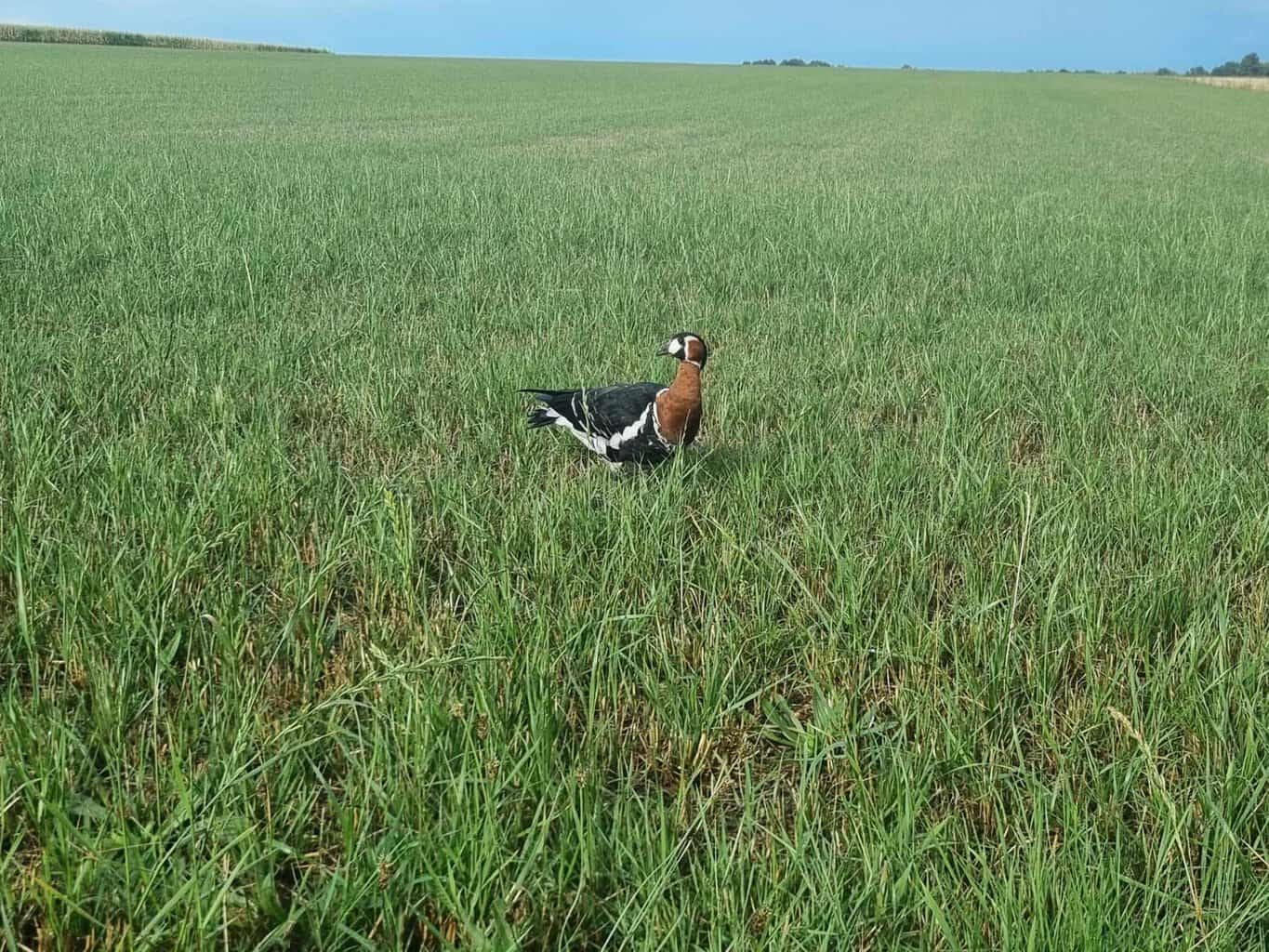 Zeer zeldzame roodhalsgans gespot op de Needse Berg