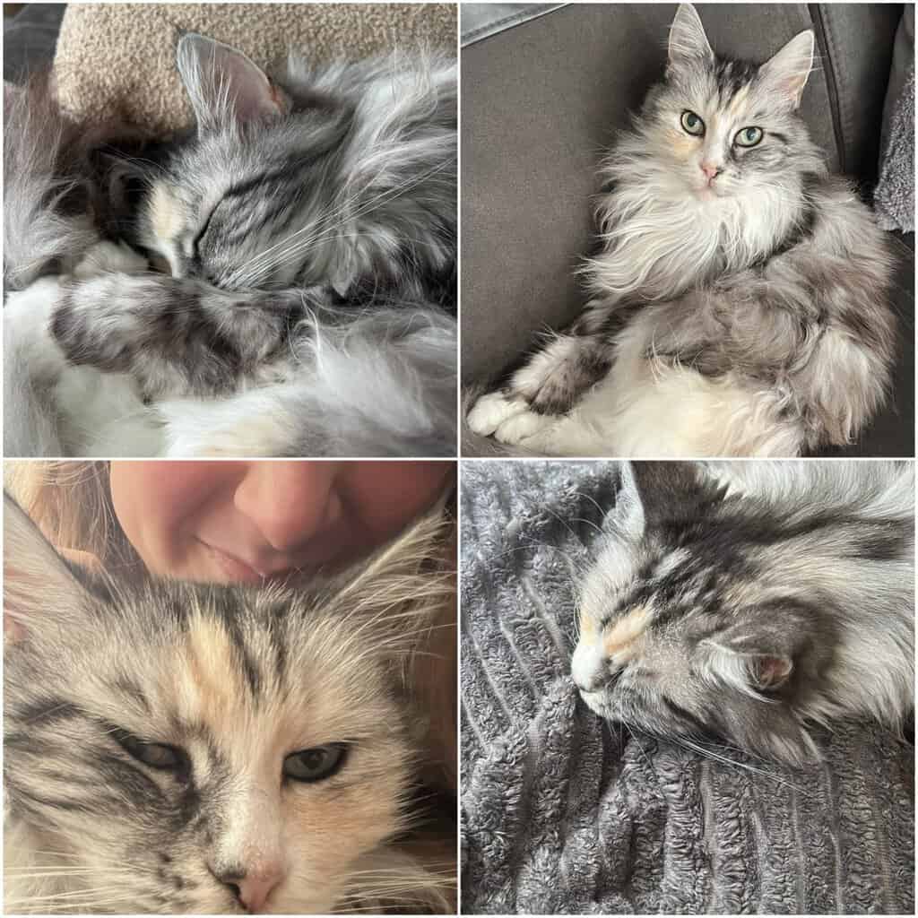 Kat Spinner vermist rond Hofmaatvijvers in Neede -