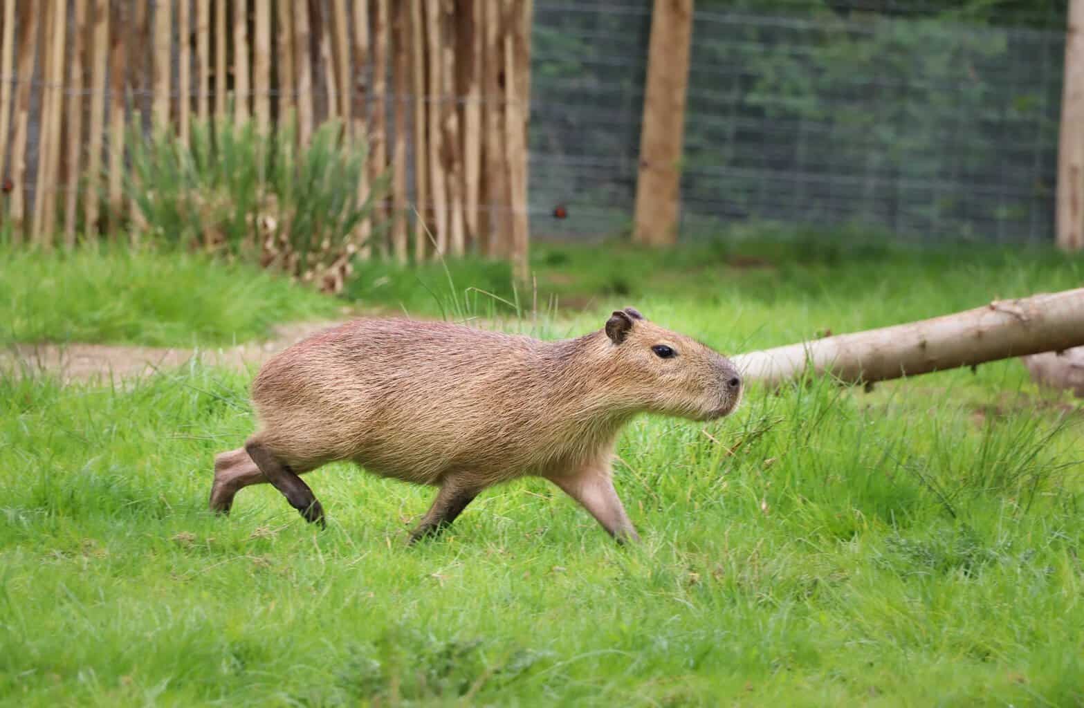 Mannelijke capibara overleden bij Hof van Eckberge