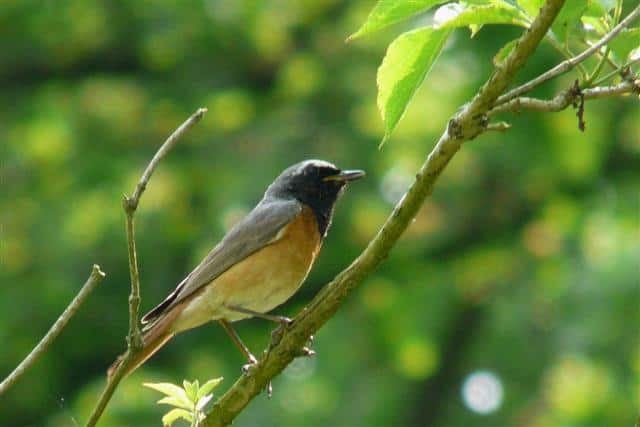 Bijzonder schouwspel boven Eibergen tijdens internationale vogelteldag