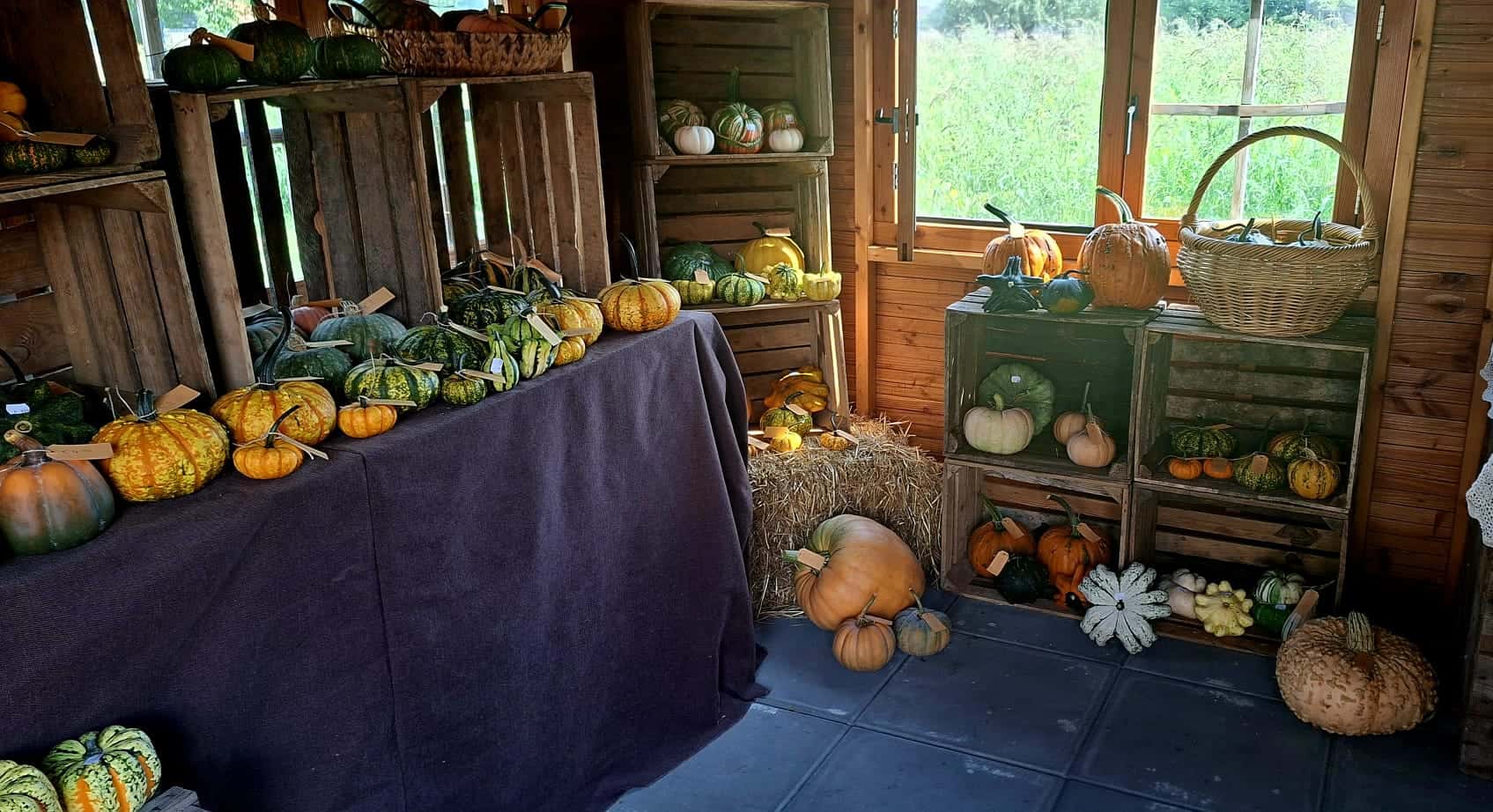 Kleurrijke start van de herfst bij het Pompoenen Huuske in Haarlo