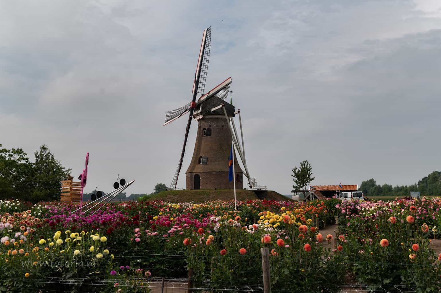 Bijzondere dahliaknollen te koop tijdens jaarlijkse knollenverkoop in Rekken